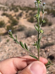 Lappula occidentalis occidentalis