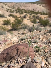 Lappula occidentalis occidentalis