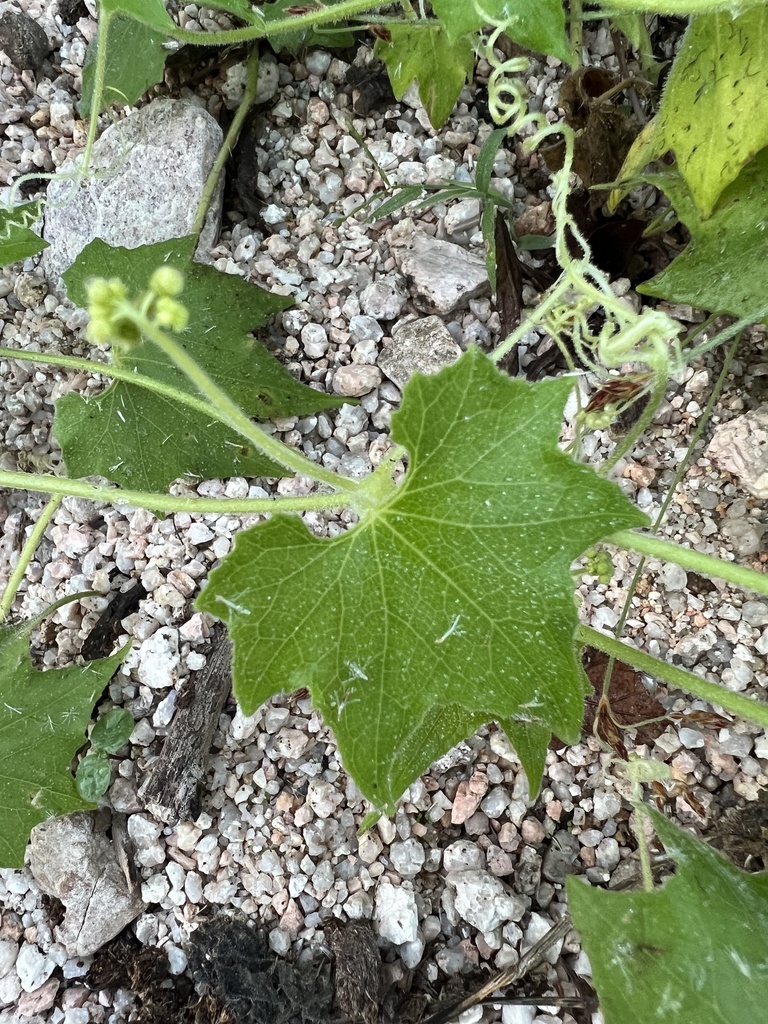 creeping-cucumber-from-la-paz-b-c-s-mx-on-october-14-2023-at-06-35