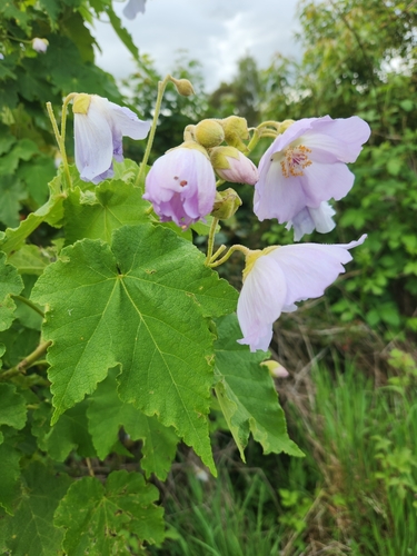 Image of Corynabutilon vitifolium by (c) Inao Vasquez, some rights reserved (CC BY)