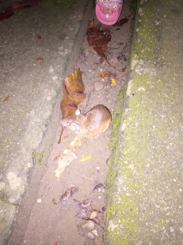 Guaira Spiny Rat