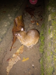 Guaira Spiny-Rat photo 3