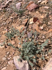 Johnstonella pusilla