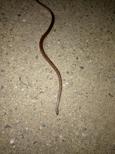 Hallowell's Ground Snake