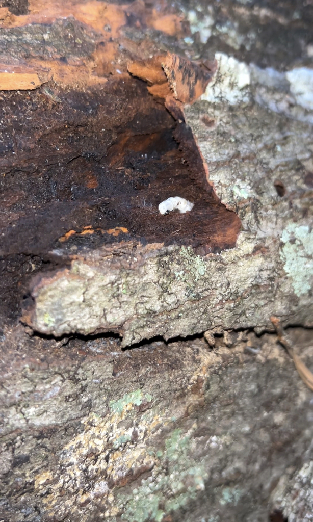 Southern Lyctus Beetle