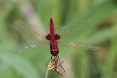 Urothemis assignata