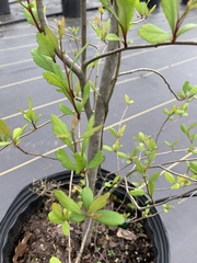 Crataegus aestivalis