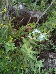 Oxypetalum coeruleum