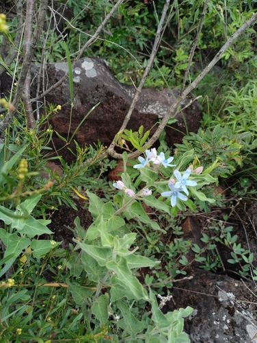Oxypetalum coeruleum, photograph 1