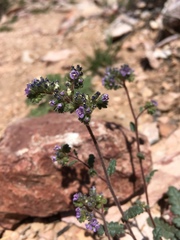 Phacelia coerulea