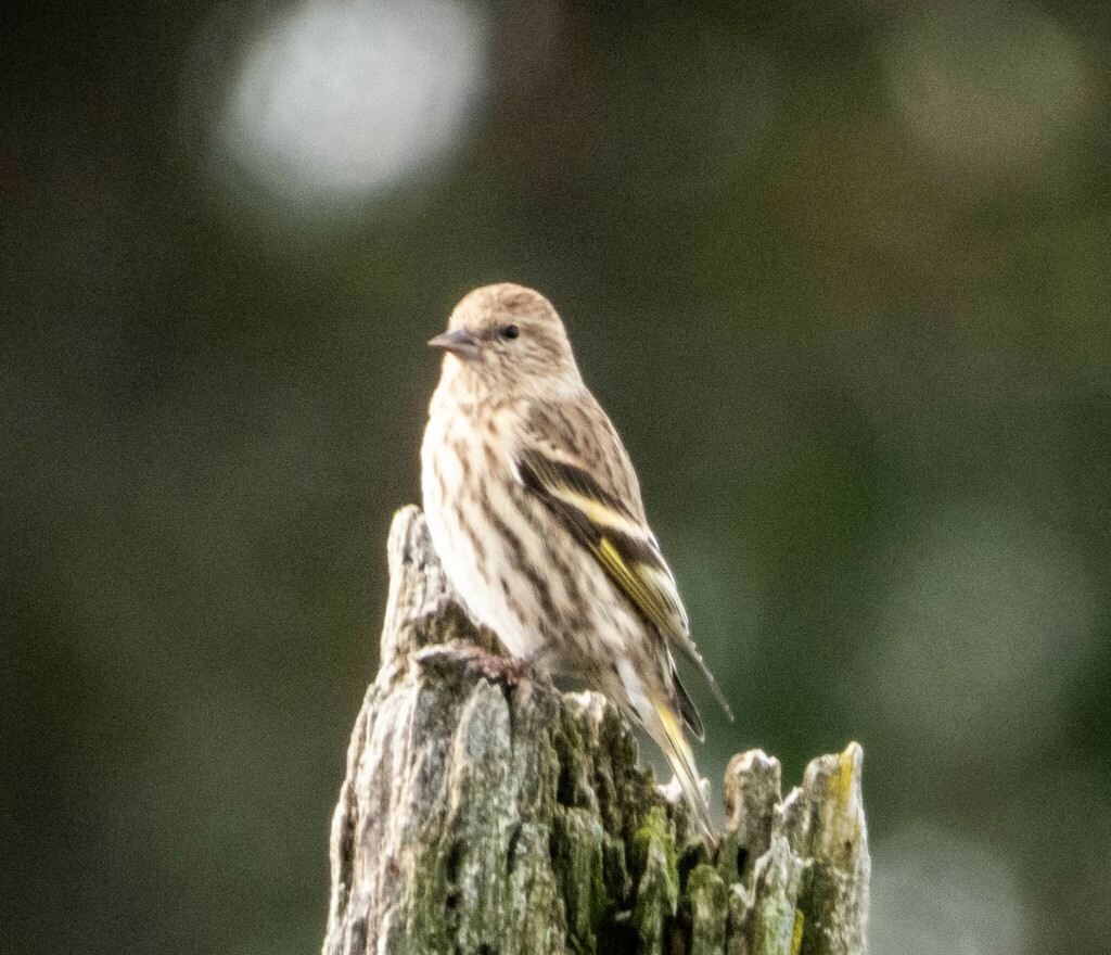 Pine Siskin from Wakeley Lake Access Rd, Grayling Township, MI 49738