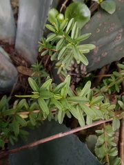 Peperomia ilaloensis
