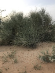 Leptadenia pyrotechnica