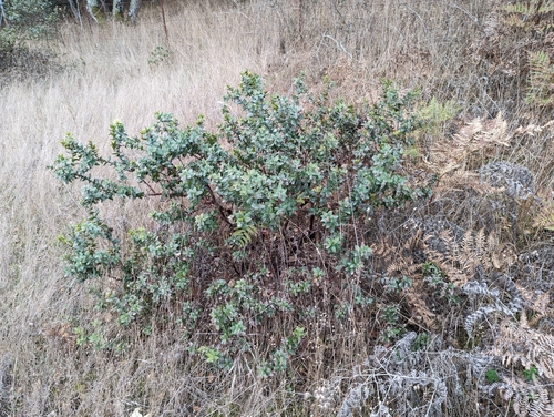 Image of Arctostaphylos pajaroensis by (c) Alexander Wentworth, some rights reserved (CC BY)