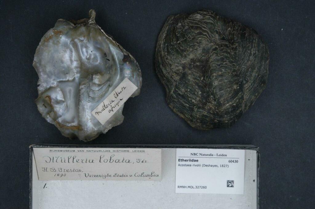 Mulleria