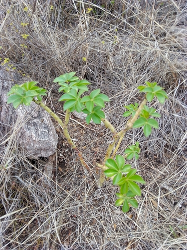 Jatropha excisa