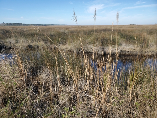 Image of Big Cordgrass (Sporobolus cynosuroides) by (c) Bob Miller, some rights reserved (CC BY)