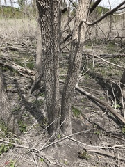 Diospyros virginiana
