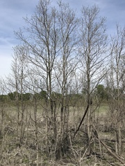 Diospyros virginiana