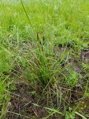 Carex senta