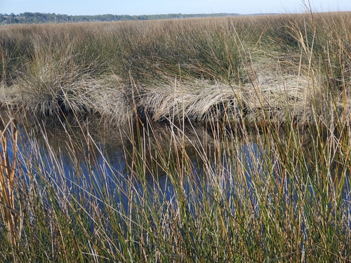 Needlegrass rush (Juncus roemerianus)