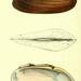 Anodontites elongata - Photo 
William Swainson, F.R.S., F.L.S., sin restricciones conocidas de derechos (dominio publico)
