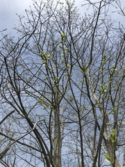 Diospyros virginiana