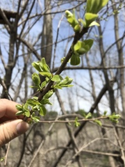 Diospyros virginiana