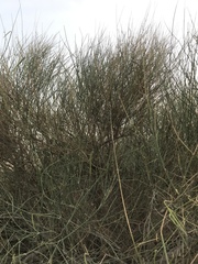 Leptadenia pyrotechnica
