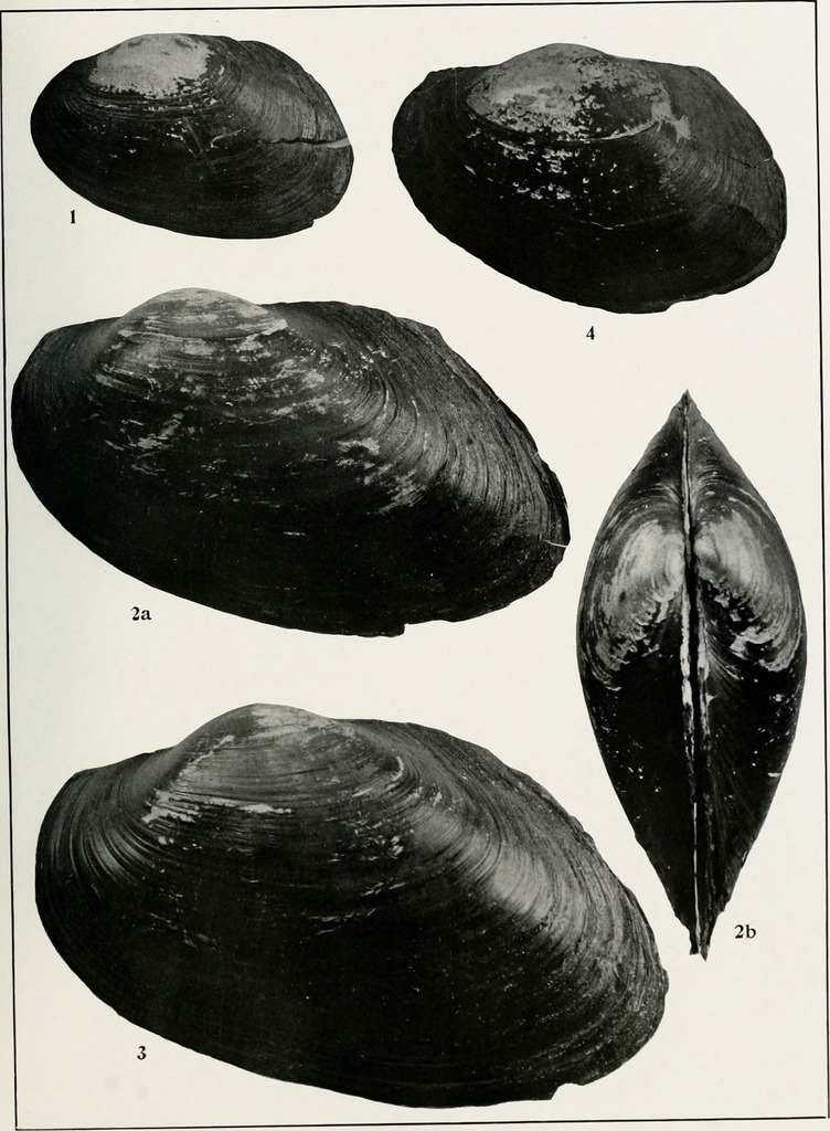Anodontites iheringi