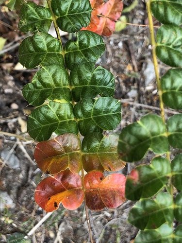 Comocladia dodonaea (L.) Britton