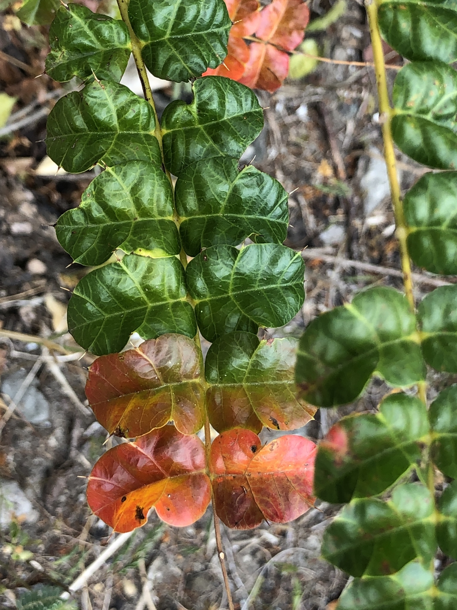 Comocladia dodonaea