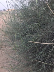 Leptadenia pyrotechnica