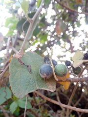 Passiflora bogotensis
