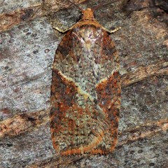 Acleris maccana