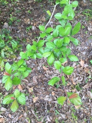 Crataegus uniflora