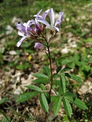 Cardamine quinquefolia