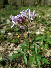 Cardamine quinquefolia