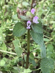 Angiospermae