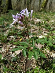 Cardamine quinquefolia