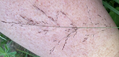 Podagrostis humilis observed 2023-08-21