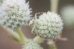 Eryngium horridum