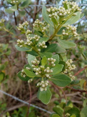 Baccharis macrantha