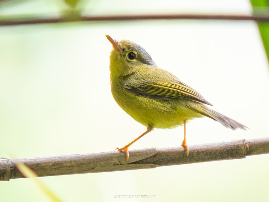 Gray-crowned Warbler