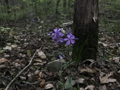 Phlox divaricata divaricata