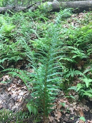 Dryopteris ludoviciana