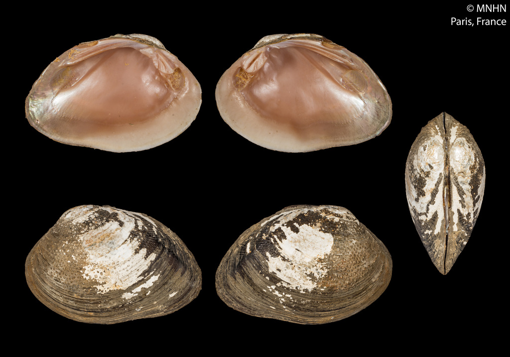 Psoronaias semigranosa