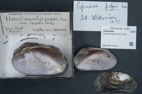 Texas Hornshell