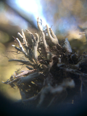 Heterodermia leucomelos