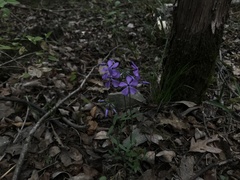 Phlox divaricata divaricata